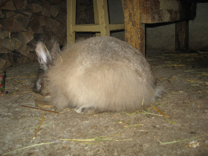 Picture 2414 - Cusca iepuri