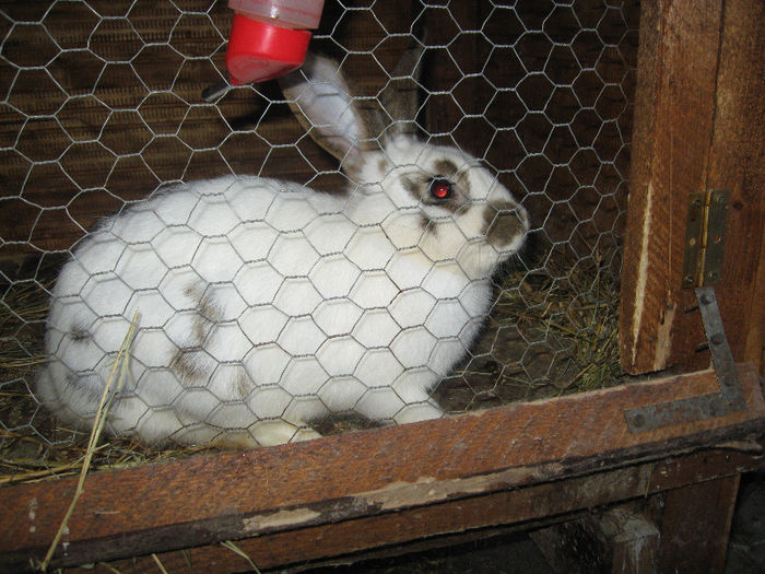 Picture 2417 - Cusca iepuri