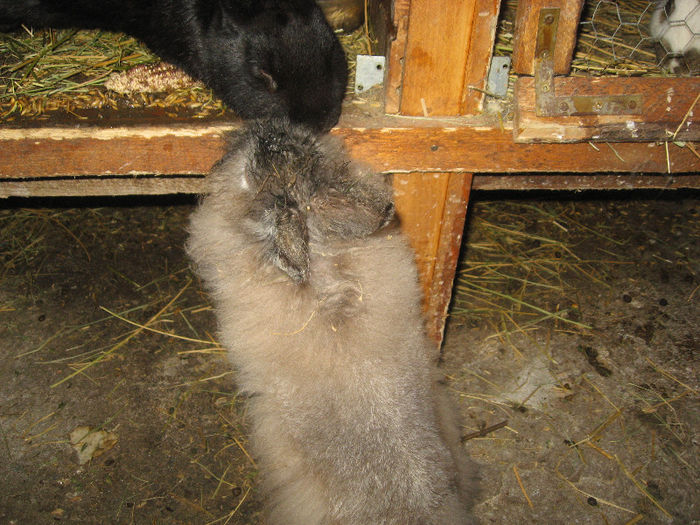 Picture 2419 - Cusca iepuri