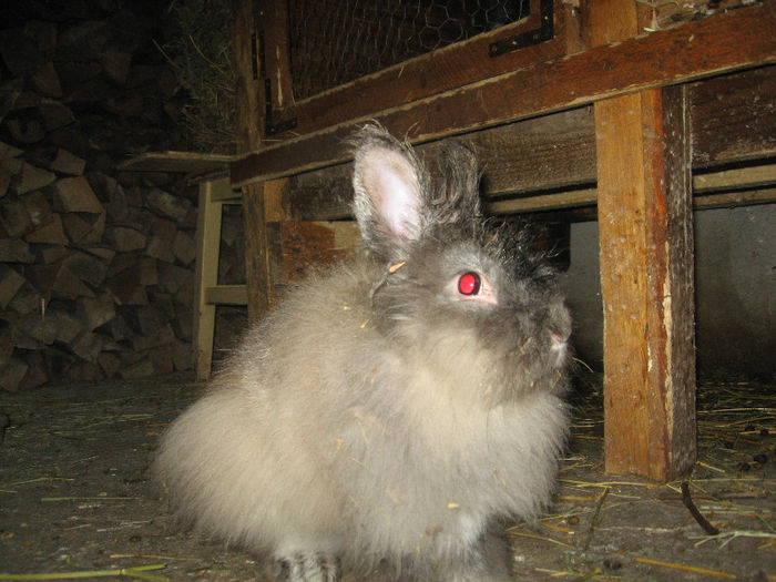 Picture 2428 - Cusca iepuri