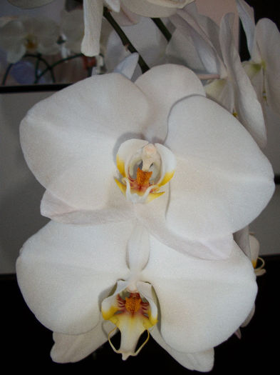 100_3486 - orhideea molie