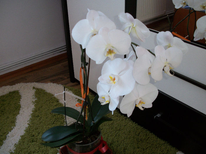 100_3488 - orhideea molie