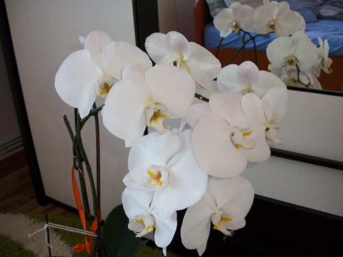 100_3489 - orhideea molie