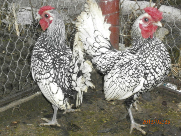 056 - Pasari ornament -Sebright