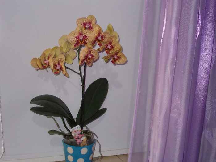 DSCN7705_3176 - Florile mele