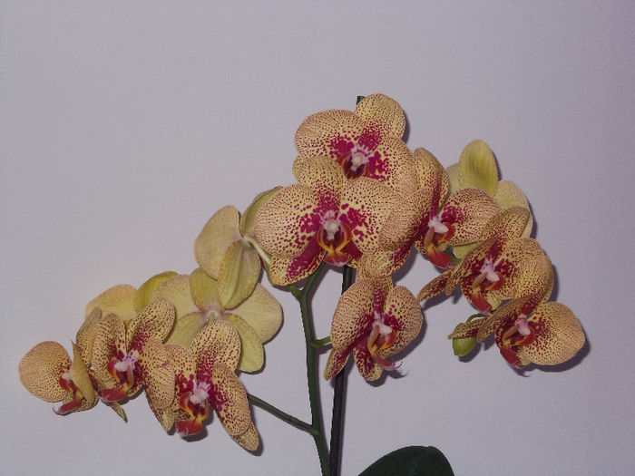 DSCN7706_3177 - Florile mele