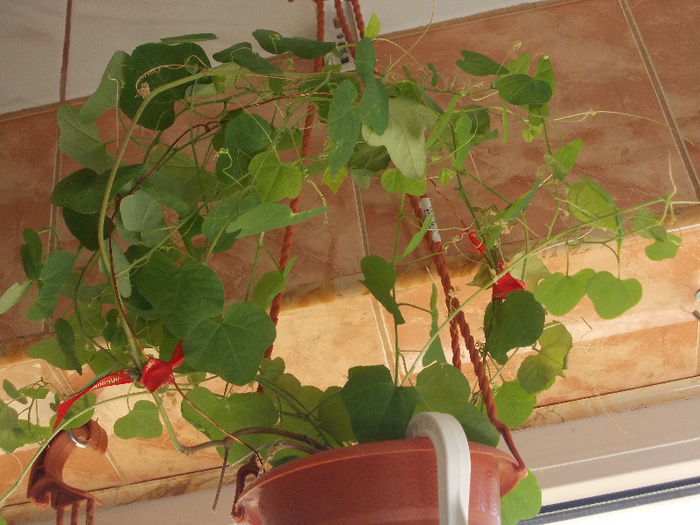 DSCN7727_3198 - Florile mele