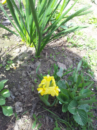 2013-04-06 12.06.19 - flori si trandafiri - 2013
