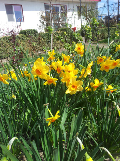 2013-04-06 11.56.00 - narcise