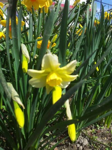 2013-04-06 11.57.02 - narcise