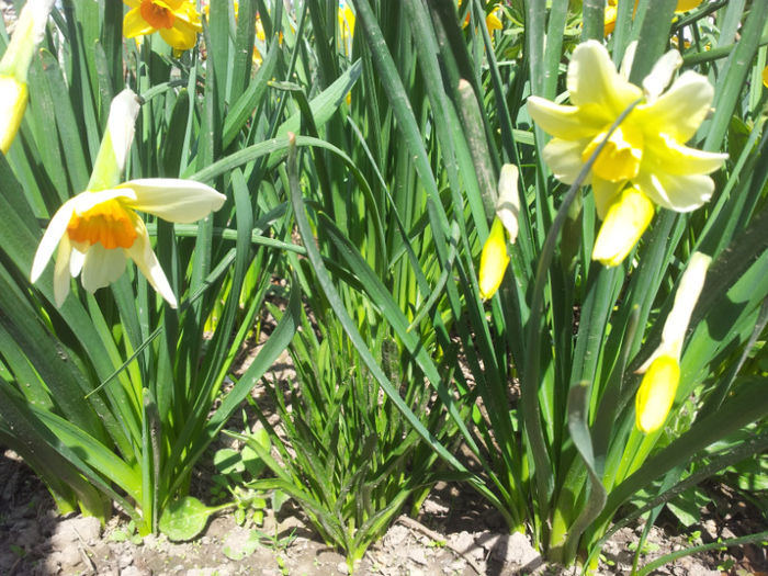 2013-04-06 11.57.42 - narcise