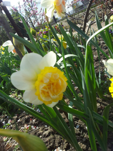 2013-04-06 11.59.03 - narcise