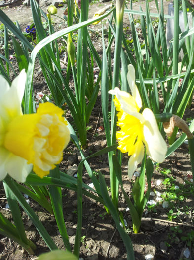2013-04-06 11.59.16 - narcise