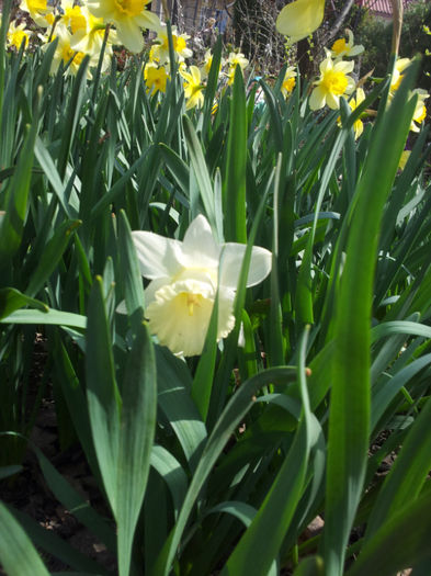 2013-04-06 12.00.59 - narcise