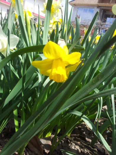 2013-04-06 12.01.06 - narcise