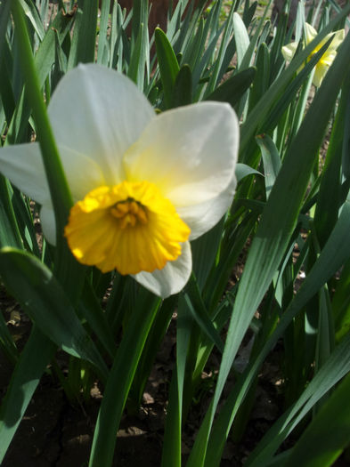 2013-04-06 12.02.32 - narcise