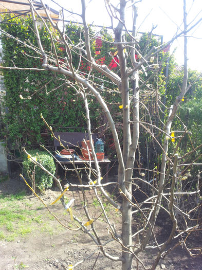 par altoit in coroana cu 11 soiuri de pere