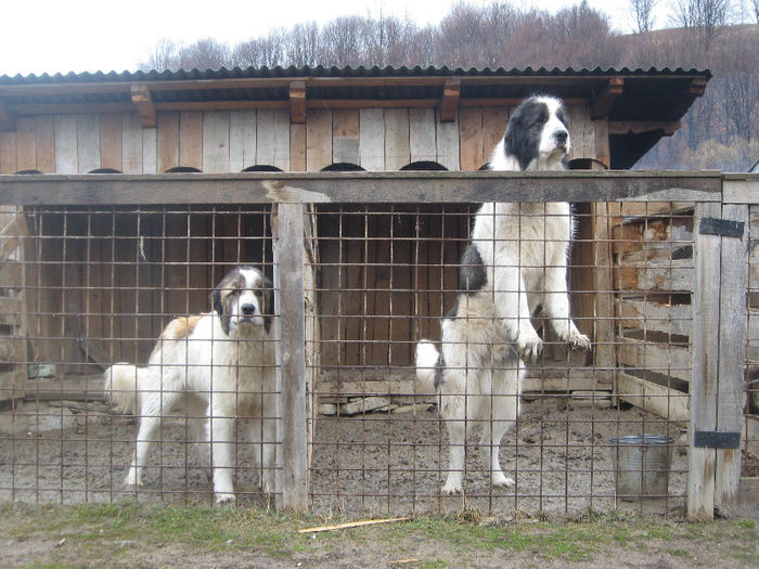 masculi frati de cuib