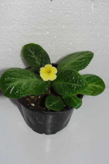  - Episcia Jim_s