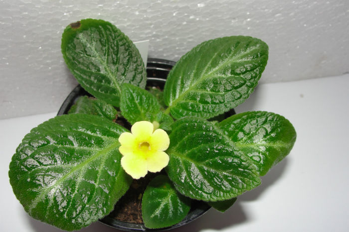 DSC09554 - Episcia Jim_s