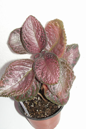 Coco - Episcia C