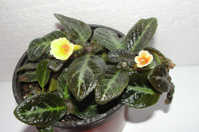 Suomi - Episcia S