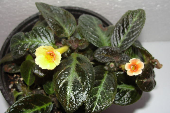  - Episcia S