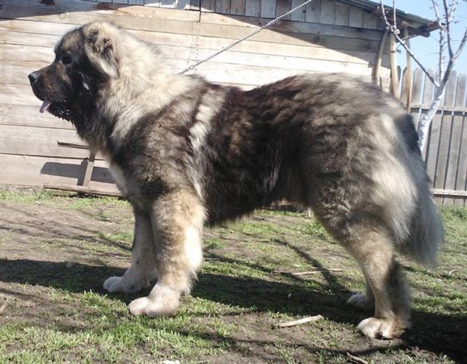 Bruno 1