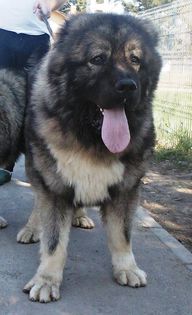 Bruno 5