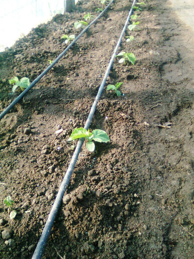 06.04.2013; castraveti kibrya
