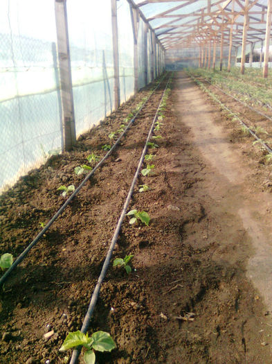 06.04.2013; castraveti kibrya
