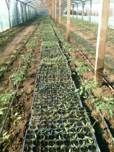 06.04.2013; rosii rila
