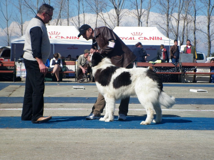 CACIB Slobozia 06 04 2013