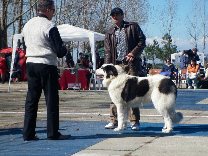CACIB Slobozia 06 04 2013