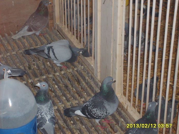 cersetorii 2 - Porumbeii mei