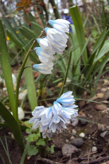 Puschkinia scilloides