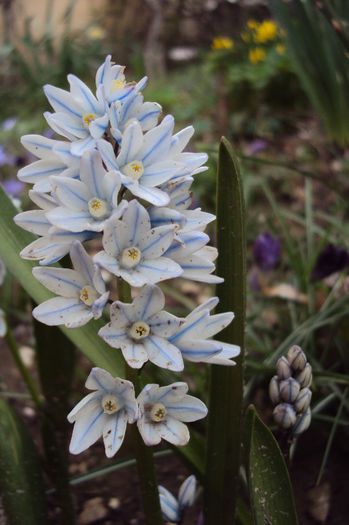 Puschkinia scilloides