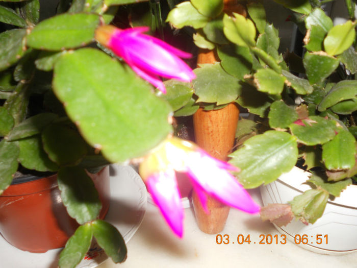 DSCN2879 - Schlumbergera 2012-2013