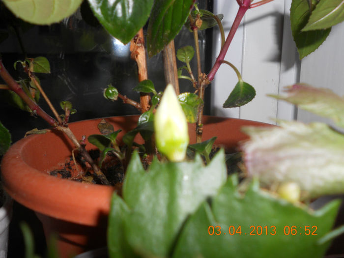 DSCN2882 - Schlumbergera 2012-2013