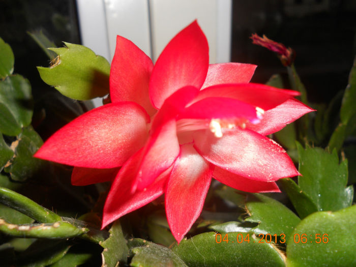 DSCN2883 - Schlumbergera 2012-2013