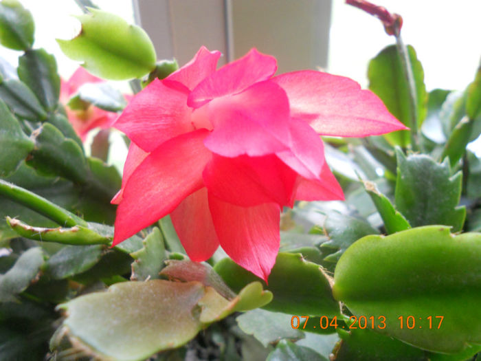 DSCN2911 - Schlumbergera 2012-2013