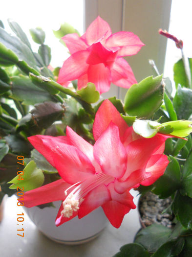 DSCN2913