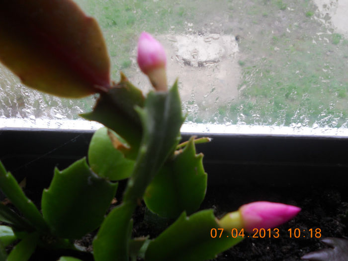 DSCN2916