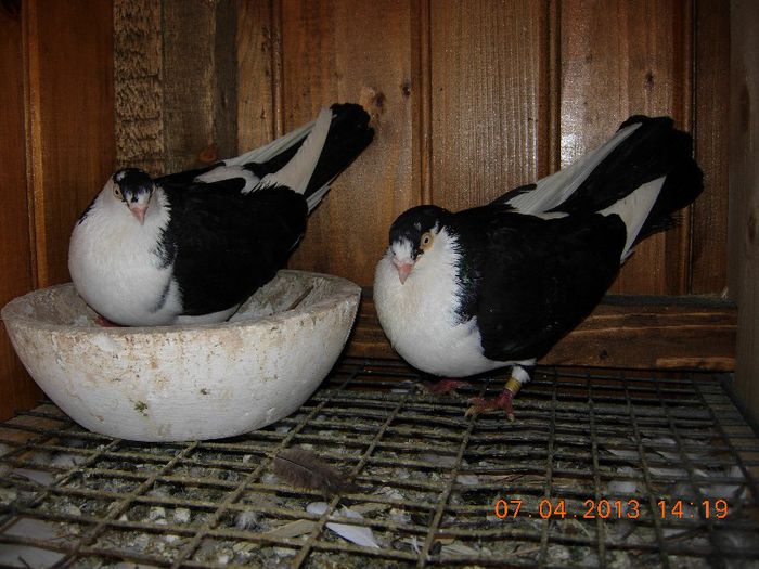 PERECHE GALATENI NR-3