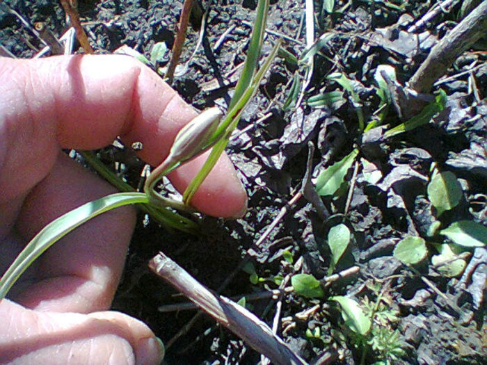fritilaria meleagris - flori de gradina