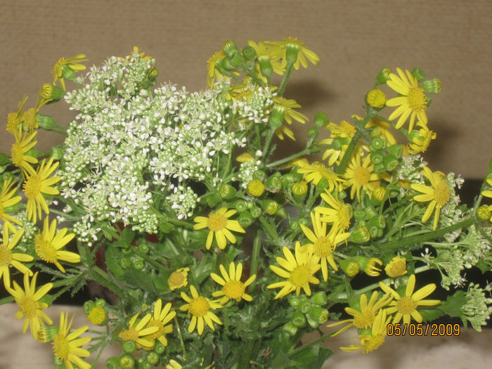 Picture 638 - Aranjamente diverse