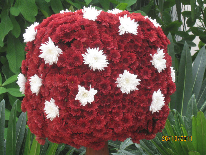 047 - 2011-Super crizanteme