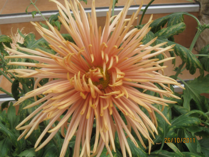 050 - 2011-Super crizanteme
