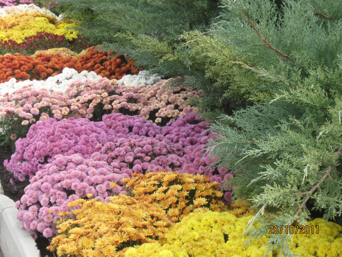 082 - 2011-Super crizanteme