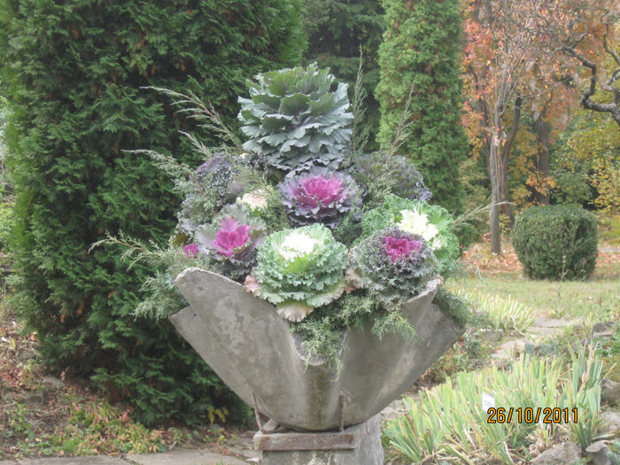 084 - 2011-Super crizanteme